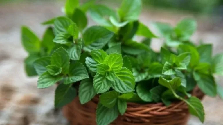 هكذا تعرف النعناع الضار من النعناع المفيد .