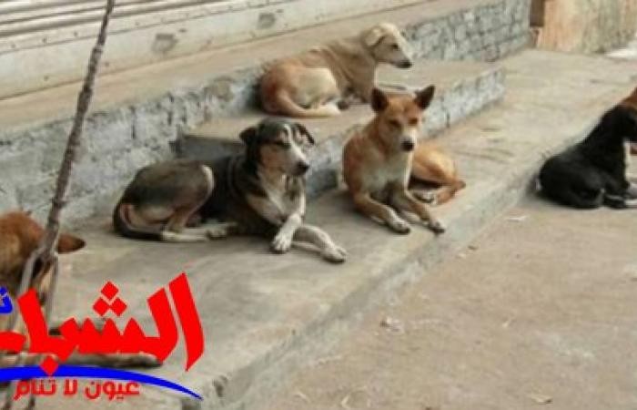 كلاب ضالة تقتل طفل ابن عامين في السعودية