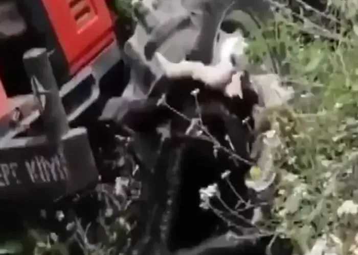 شاهد.. عجل يفر من صاحبه ويسقط في بئر