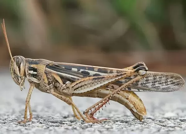 السعودية تعلن عن عقوبة من يجمع الجراد بعد اليوم
