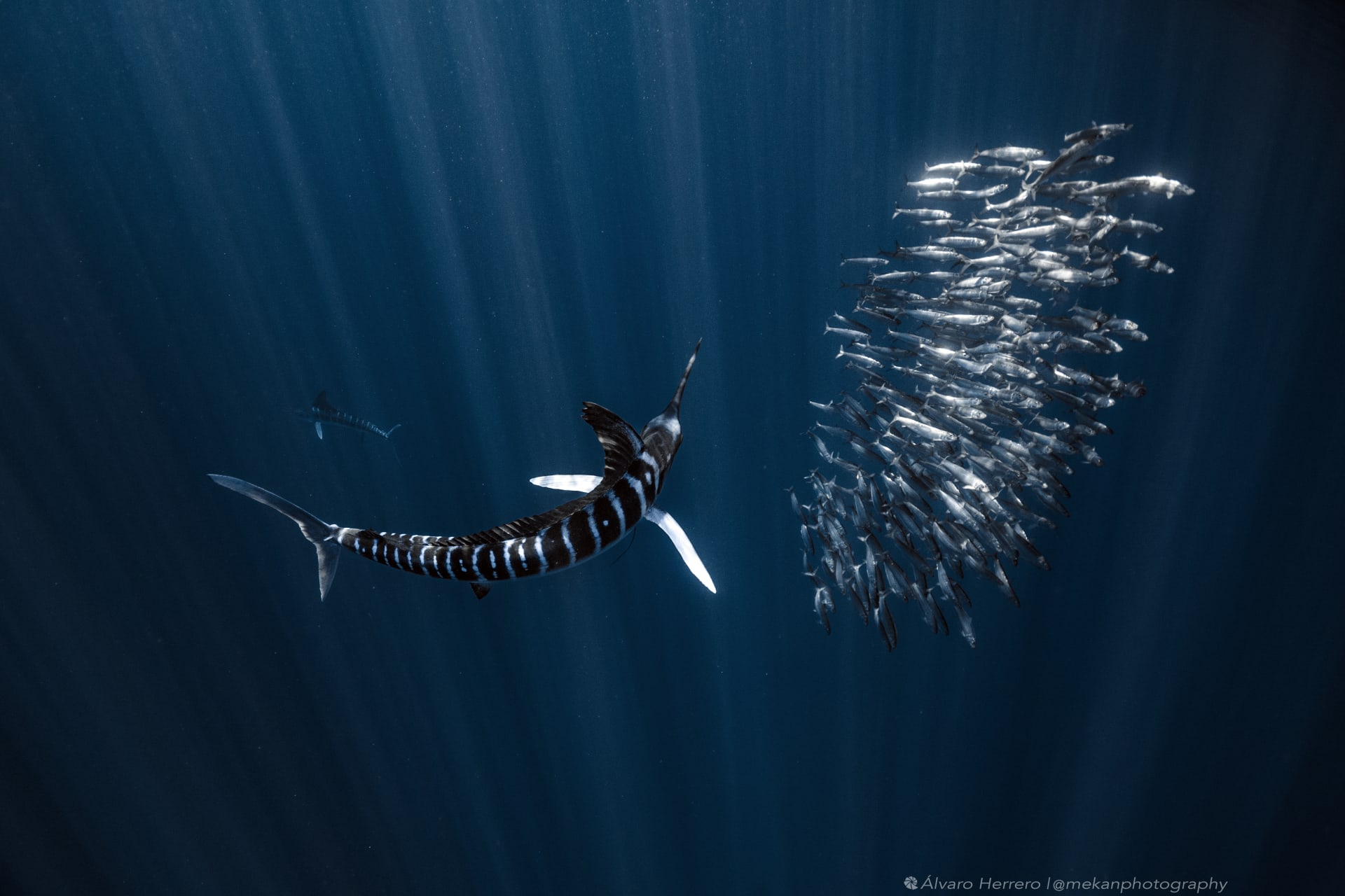 أشار إليها بـ"أكثر لحظة محزنة" شهدها بالمحيط.. مصور يوثق مشهدا مفجعا تحت الماء