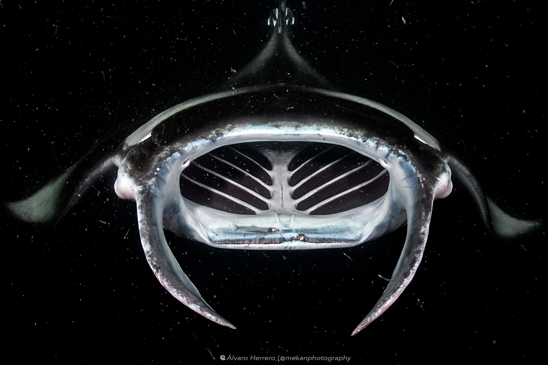 أشار إليها بـ"أكثر لحظة محزنة" شهدها بالمحيط.. مصور يوثق مشهدا مفجعا تحت الماء