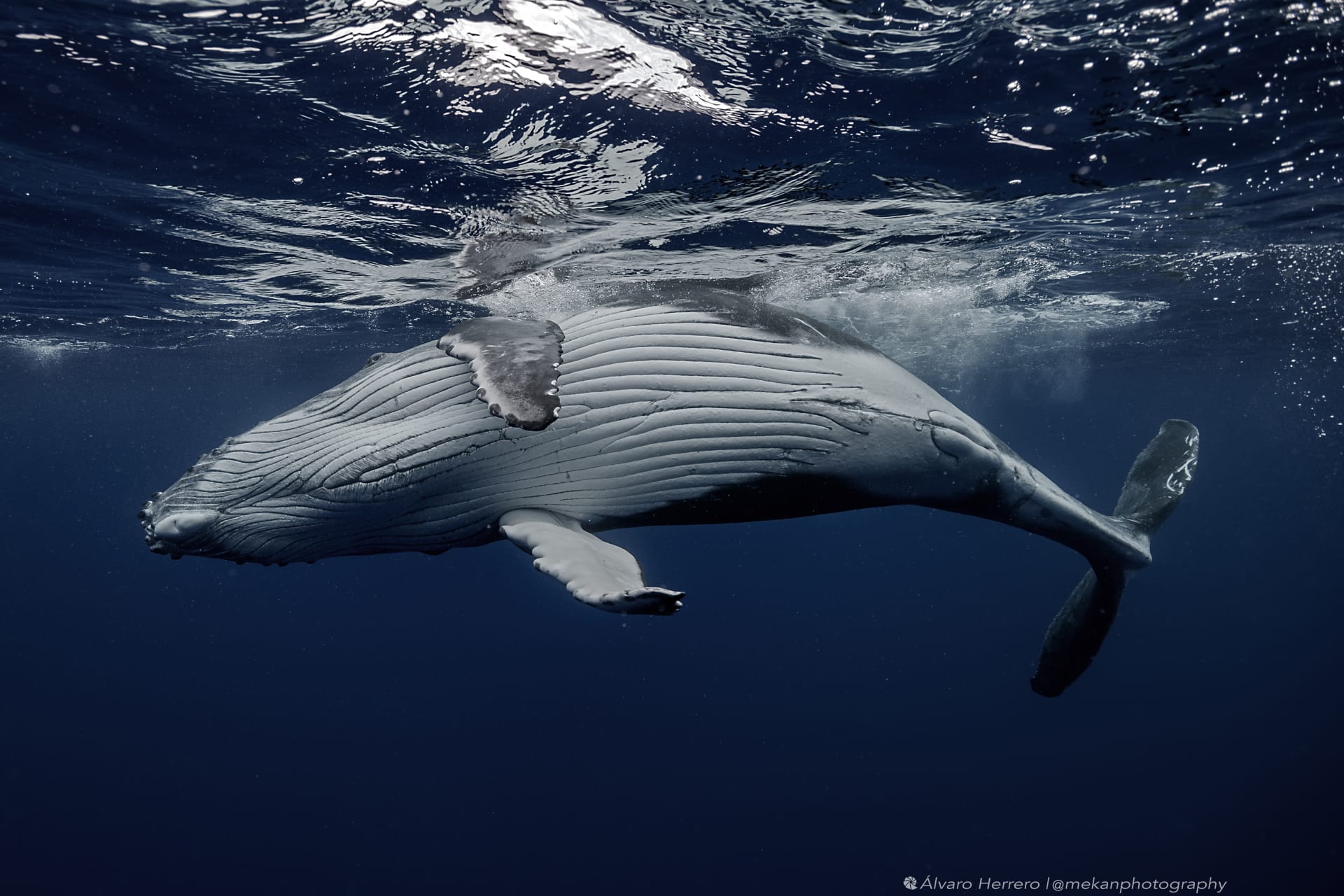 أشار إليها بـ"أكثر لحظة محزنة" شهدها بالمحيط.. مصور يوثق مشهدا مفجعا تحت الماء