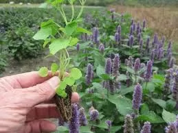 ضع هذه العشبة الطبيعية للشامبو مهما كان نوعه ولن يتساقط شعرك بعد اليوم