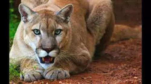 أم تحاول انقاذ طفلها من بين فكي اسد متوحش فصارعته بايادي عارية وكانت هذه النتيجة