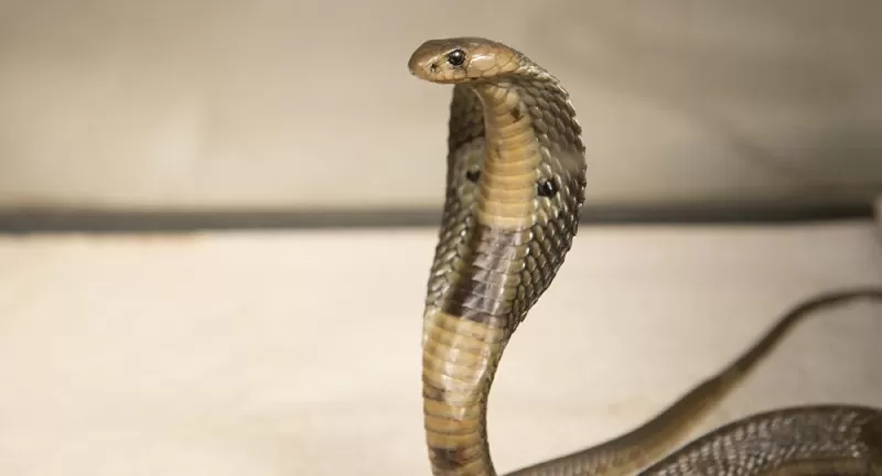 وضع افعى كوبرا في سرير زوجته ليتخلص منها وفي الصباح حصل ما اصابه بالجنون وانقلب السحر على الساحر