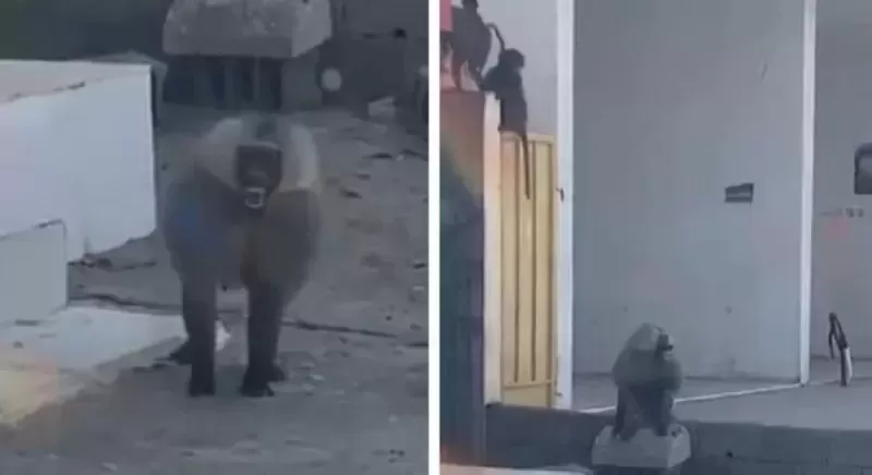 شاهد مواطن سعودي يطلب النجدة من هجوم القرود عليه وحلى حلاله بدون اي رده فعل