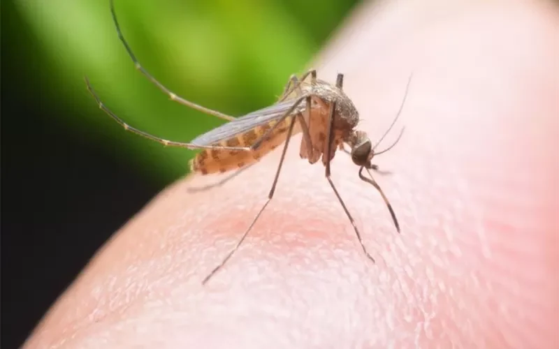 اشياء تقوم بها قبل النوم تجذب الناموس إليك وهذه طريقة سهلة لطرده نهائياً