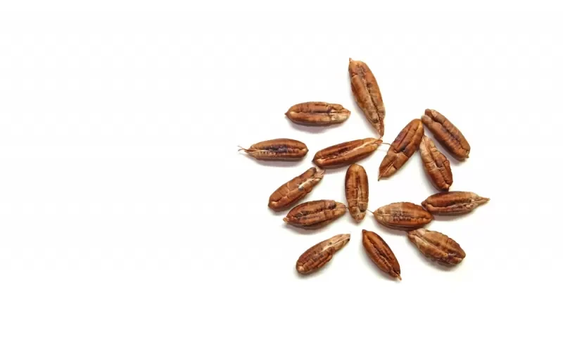 نواة التمر ستغير حياتك ولن ترميها بعد اليوم