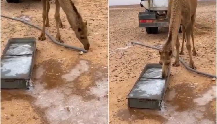 شاهد كيف تجمدت هذه البحيرة في السعودية وما علاقة الإبل بذلك