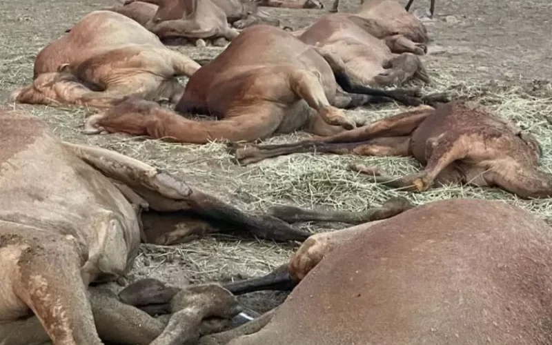 حولتهم الى لحم مشوي.. شاهد ما فعلته صاعقة بقطيع إبل في جازان