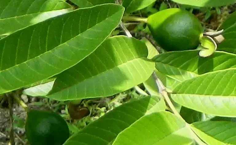 معجزة ربانية اوراق شجرة هذه الفاكهة لها فوائد اضعاف اضعاف الثمرة نفسها