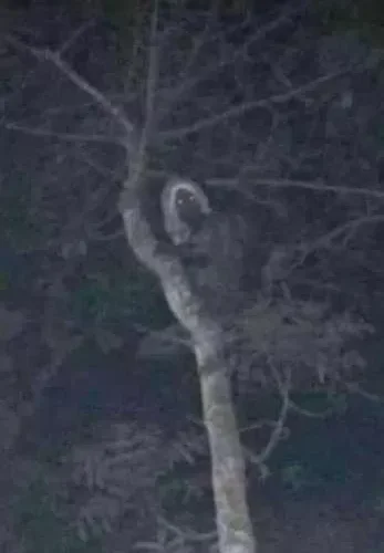 شاهد.. رئيس دولة ينشر صورة مرعبة لكائن أسطوري قديم