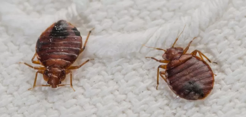 اشياء تساعد على انتشار البق في منزلك بدون علمك