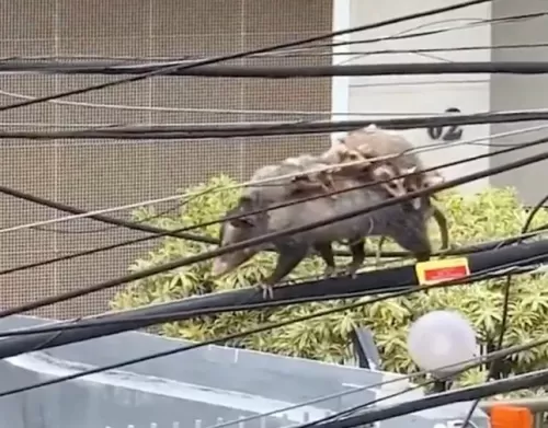 شاهد.. فيديو مثير لـ أنثى حيوان غريب تحمل 7 من صغارها فوق ظهرها وتمر بهم عبر كيبل كهرباء