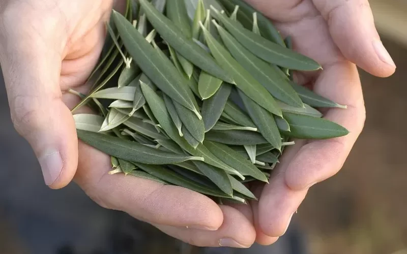 معجزة اوراق شجرة الزتيون تغير حياتك وتعيد لك شبابك وهذه طريقة تحضيرها الصحيحة