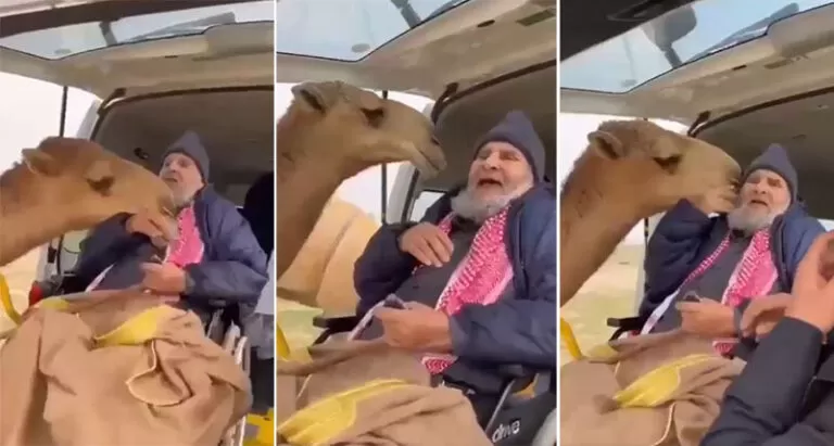 شاهد ردة فعل عجيب من ناقة عندما رأت مالكها السعودي بعد طول غياب عنها