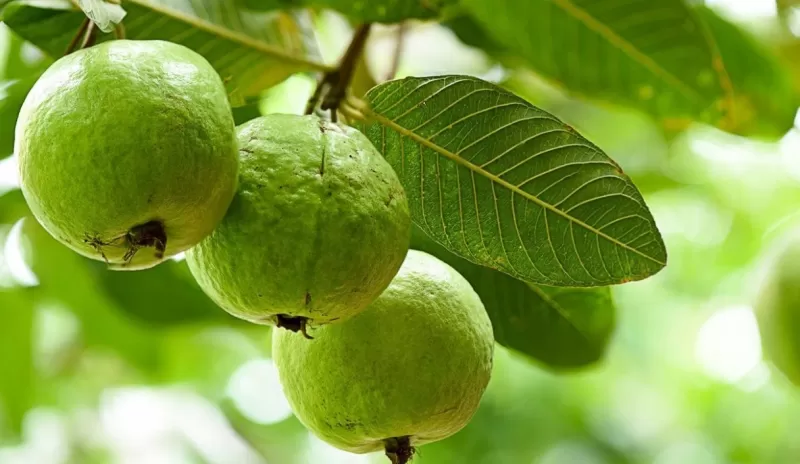 هذه هي الفاكهة الصديقة لمرضى السكري
