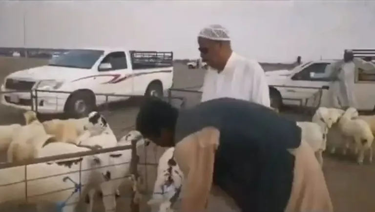 شاهد: قفزة جنونية في أسعار الاضاحي في جازان وهذا اخر سعر وصل اليه الخروف والتيس اليوم