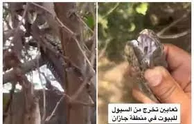 شاهد: ثعابين مرعبة تنتشر في السعودية بسبب الامطار والسيول وهذا ما يجب عليك فعله لحماية نفسك وأسرتك من خطرها
