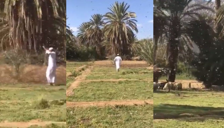 شاهد اسراب من الجراد تهاجم مزرعة كبيرة في السعودية (شاهد كيف تحولت)