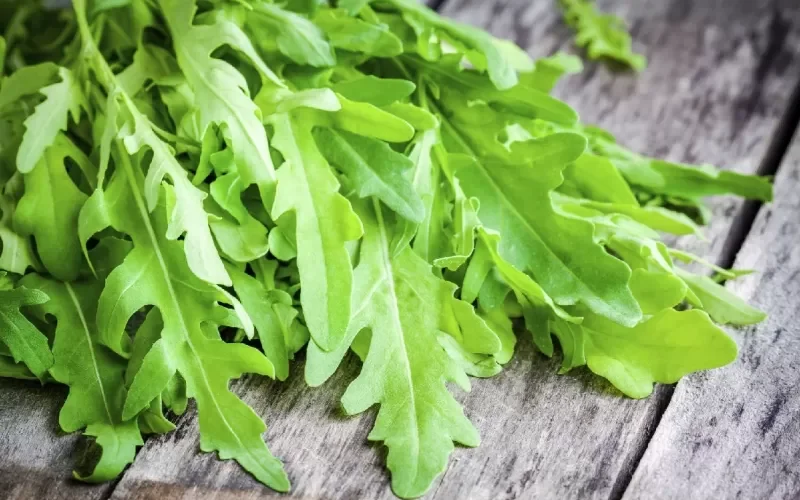 هذا النوع من الجرجير يسبب الفشل الكلوي والسرطان في الأمعاء ويمكنك التعرف عليه فقط بهذه الطريقة