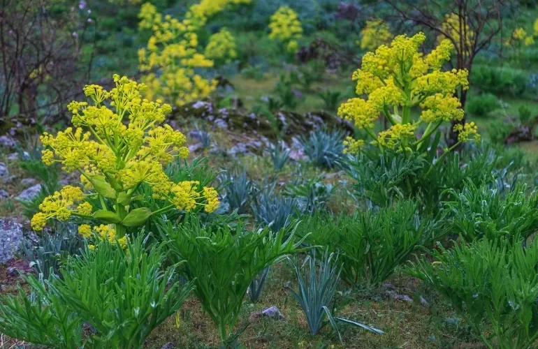 الحـلتيت أو “روث الشيطان”.. مــــا هو؟ وما هي مخاطره؟ تعرف عليها بالتفصيل