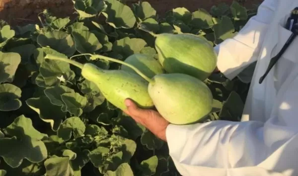 ورد في السيرة انه كان يحبه النبي (ص).. هذا الخضار غذاء القلب ينصح به الأطباء يخفض نسبة السكر في الدم وحماية القلب والقولون وفوائد اخري تدهشك