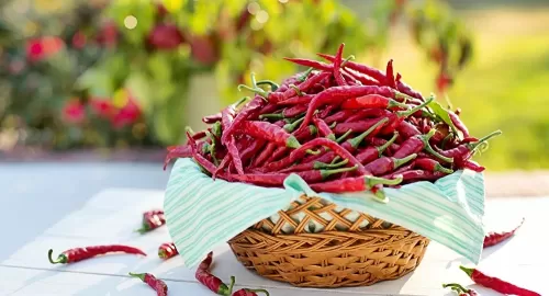 لن تصدق الفوائد المدهشة في الفلفل الأحمر الحار