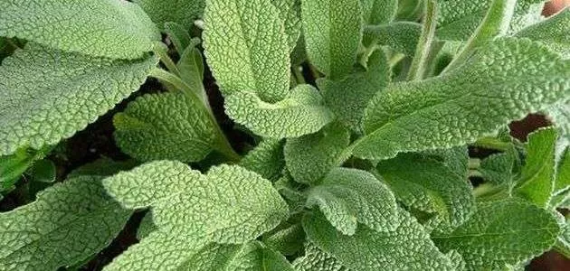 ستة أطعمة تُستخدم لتقوية الذاكرة وتعالج النسيان وسرعه الحفظ وتعالج 40 مرض .. تعرف عليها