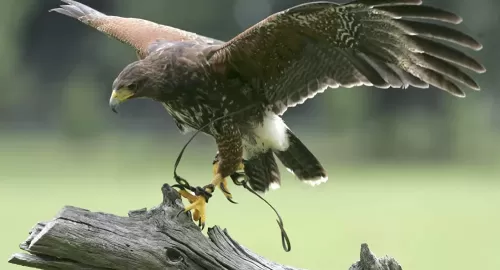 فيديو مذهل لمهمة مستحيلة نفذها صقر جارح في سماء الخليج العربي