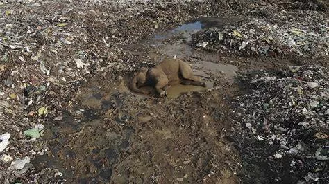 فيديو يدمي القلوب لموت قطيع من الفيلة جوعاً في هذه الدولة