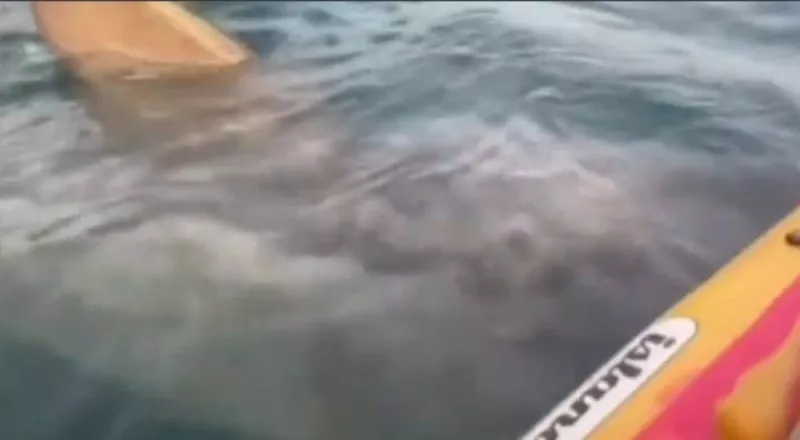 شاهد.. سمكة قرش تسبح أسفل قارب سياح في مصر