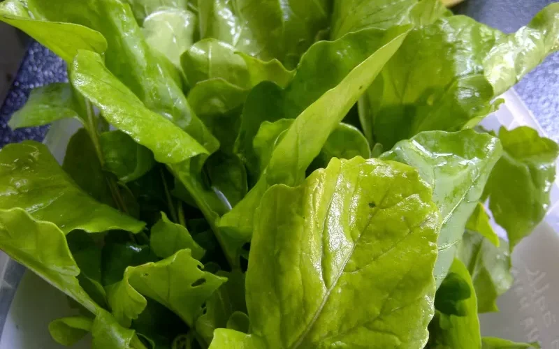 تعرف على هذه العشبة المعجزة لمضاعفة قوتك وقدرتك الجنسية وتضاعف الانتصاب ومدة العلاقة ولن تحتاج أي منشطات بعد اليوم