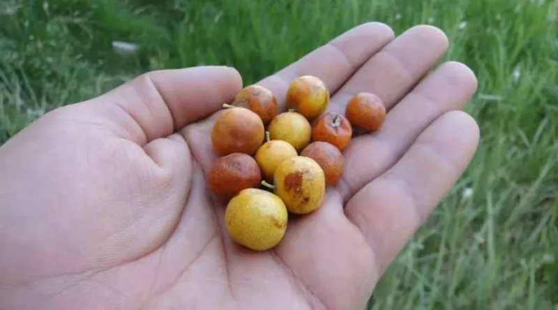 عشبة معجزة لعلاج السكري ذكرتها الأديان السماوية كعلاج لمعظم الأمراض وهذا ما قاله عنها النبي محمد