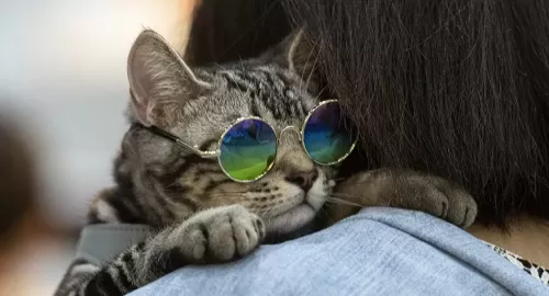 لن تصدق كيف يستخدم المساجين القطط لتهريب المخدرات لداخل السجن