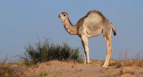 شاهد: فنان سعودي شهير يحيي حفل زواج ناقة وجمل