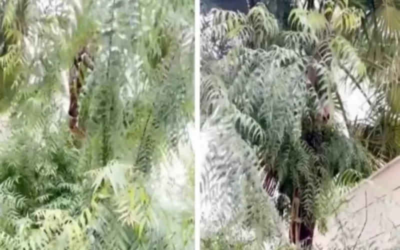 حيلة بسيطة لمرضى السكري في السعودية.. أوراق هذه الشجرة تخفض السكر التراكمي في وقت قصير جداً