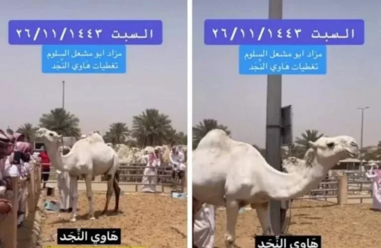 شاهد بيع جمل في مزاد بسعر خيالي لمواطن إماراتي