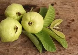 الفاكهة الذهبية معجزة حقيقية رخيصة الثمن تجعل مرضى السكري يعيشون حياتهم بشكل طبيعي وهذا افضل وقت لتناولها