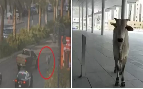 بالفيديو: لن تصدق ما فعله ثور هائج في اهم شوارع الرياض