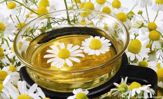 عشبة البابونج تصبح خطرا في هذه الحالة.. إحذر!!