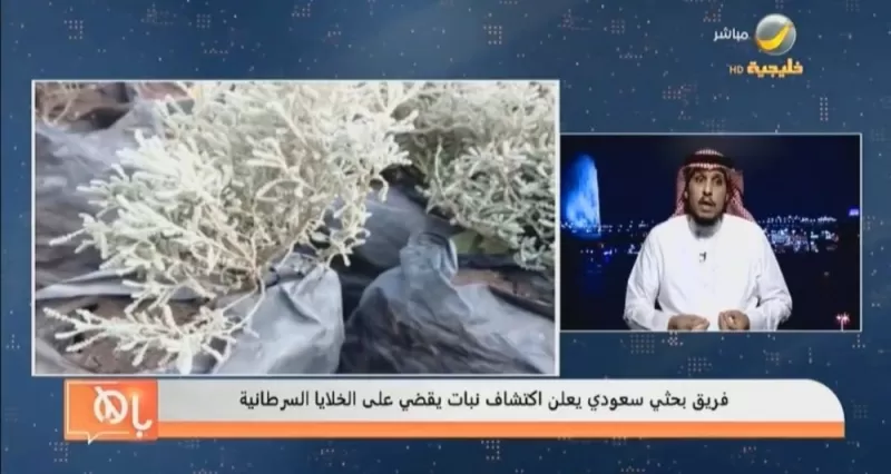الفيديو الذي اثار العالم لطبيب سعودي يعلن موعد طرح دواء لعلاج السرطان في الأسواق من هذه النبته