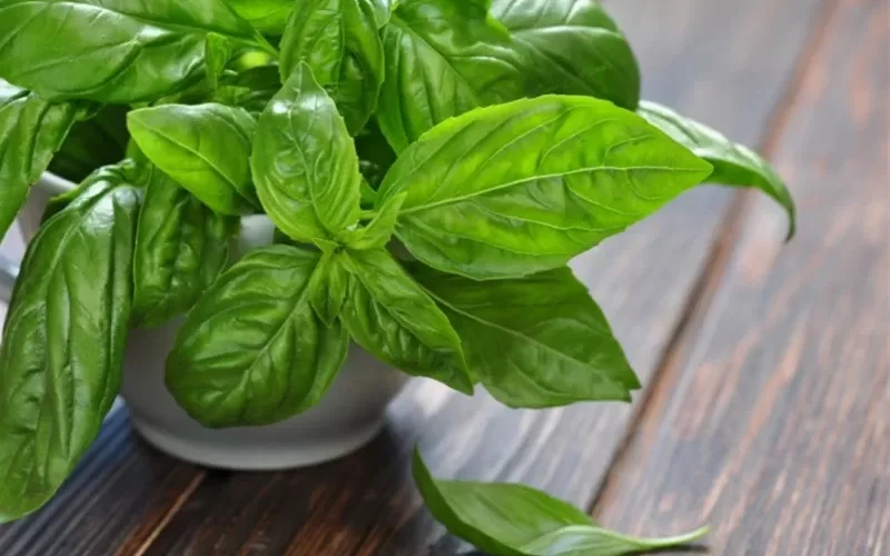 عشبة تجدها مزروعة في كل مكان ويجهل الكثيرون تأثيرها السحري على مرضى السكري وكيف تجعلك تستغني عن الادوية والحمية تعرف عليها