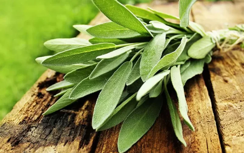 هذه العشبة نعمة من ربنا لكل مرضى السكري تغنيك عن الحمية وتخفض السكري في الدم خلال دقائق