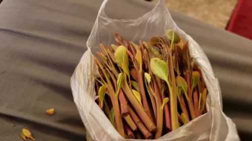 إحالة فتاة إلى محكمة الجنايات في الإمارات بتهمة تهريب القات داخل صندوق موز.. جنسيتها غير متوقعة