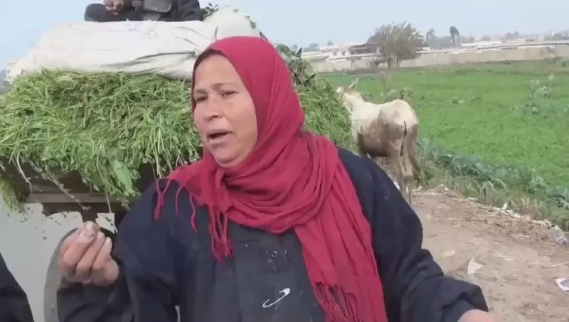 بالفيديو: فلاحة مصرية تصدم العالم: نستخدم مياه المجاري في ري الخضروات والفواكه بعلم الحكومة