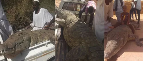 بالفيديو: مزارع سوداني يصطاد تمساحًا عملاقًا التهم شخصَيْن