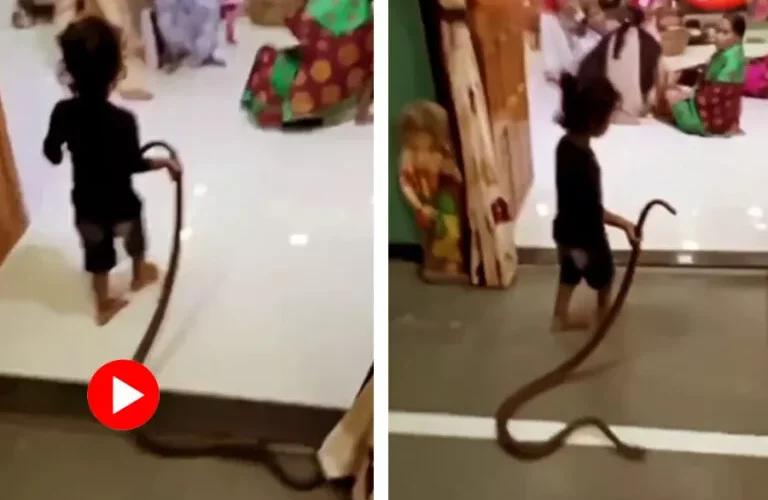 فيديو يشعل السعودية لطفلة تدخل على عائلاتها وهي تمسك ثعبان سام في يدها