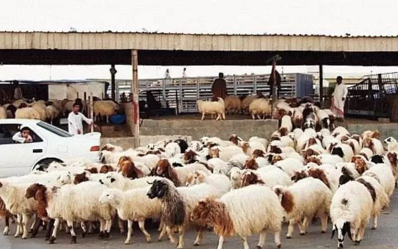 مـــع اقتراب ذو الحجة .. اسعار المواشي في السعودية تصل لارقام خيالية وهذه اسعارها اليوم